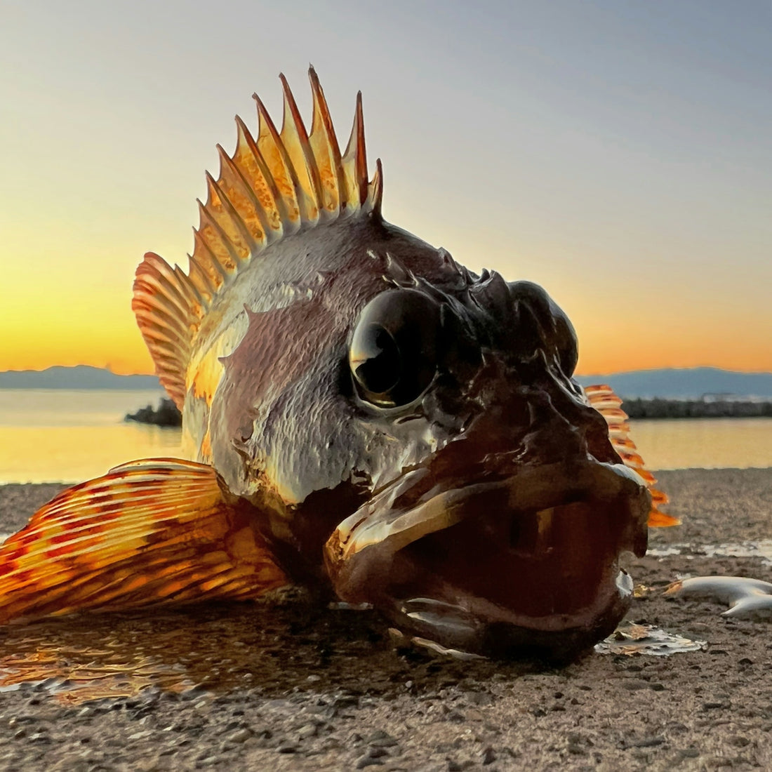 a close up of a fish on a beach