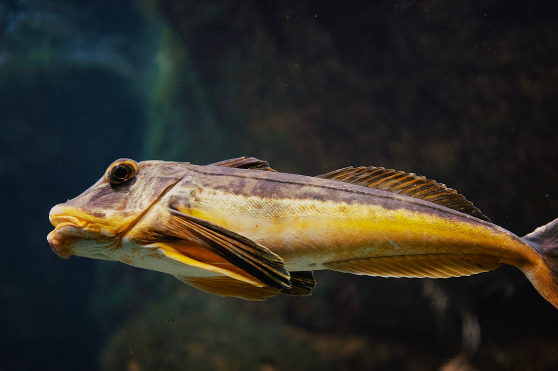 a fish in the water