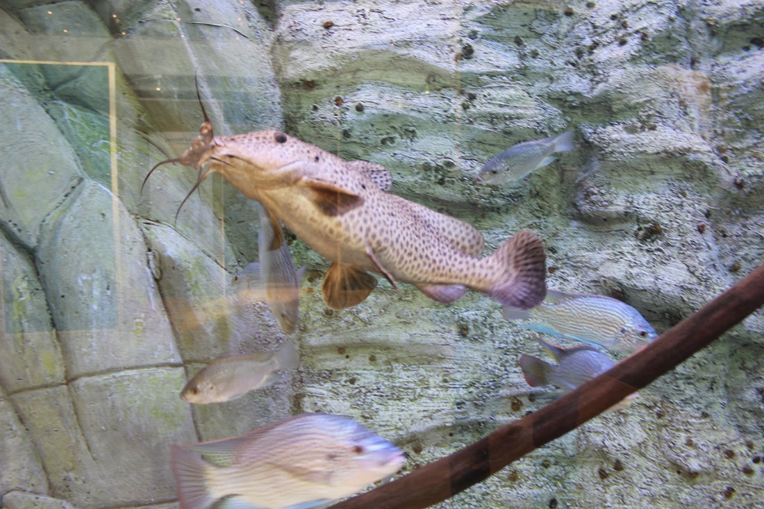a group of fish swimming in an aquarium