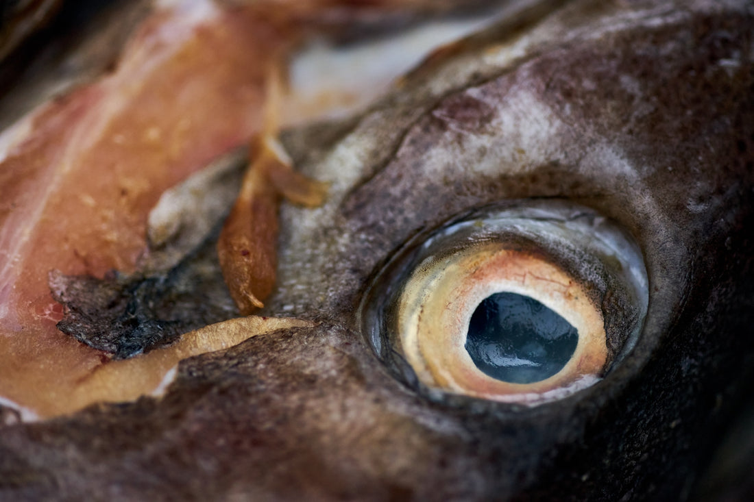 a close up of a fish's eye and skin
