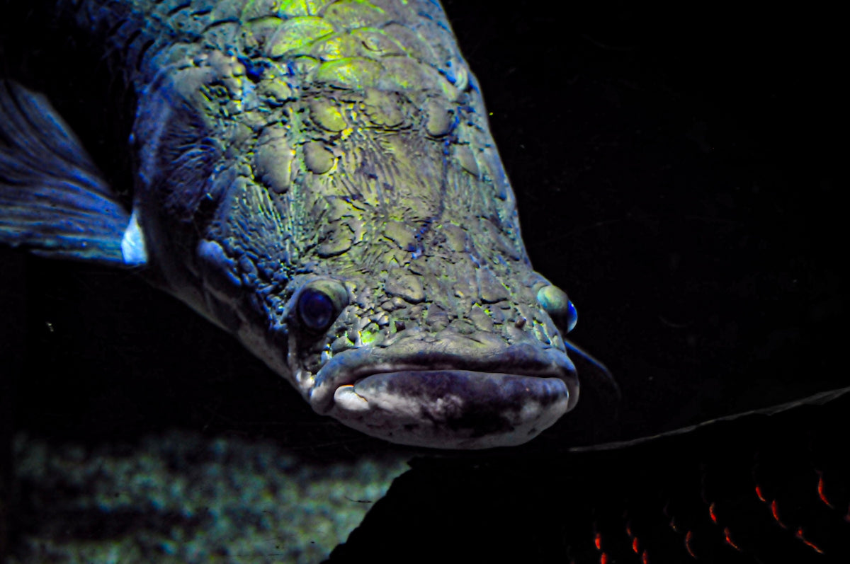 a close up of a fish in an aquarium