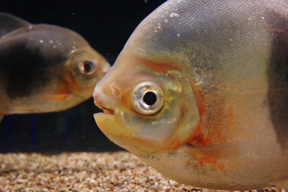a close up of two fish in an aquarium