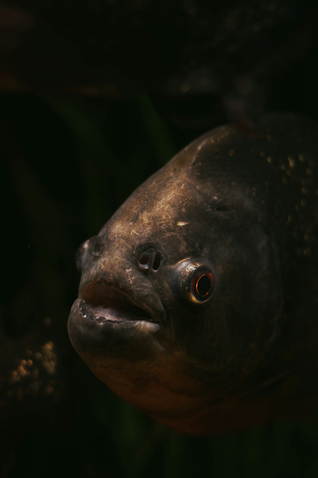 a close up of a fish in a body of water