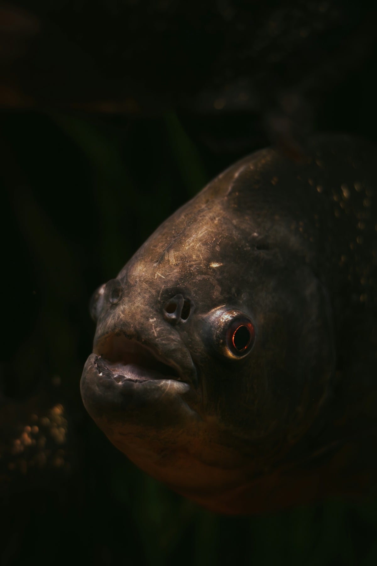 a close up of a fish in a body of water