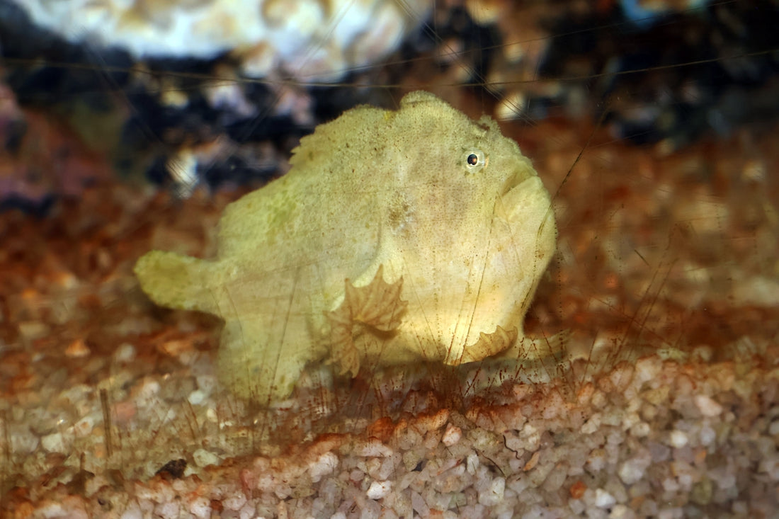 A small yellow fish sitting on the ground