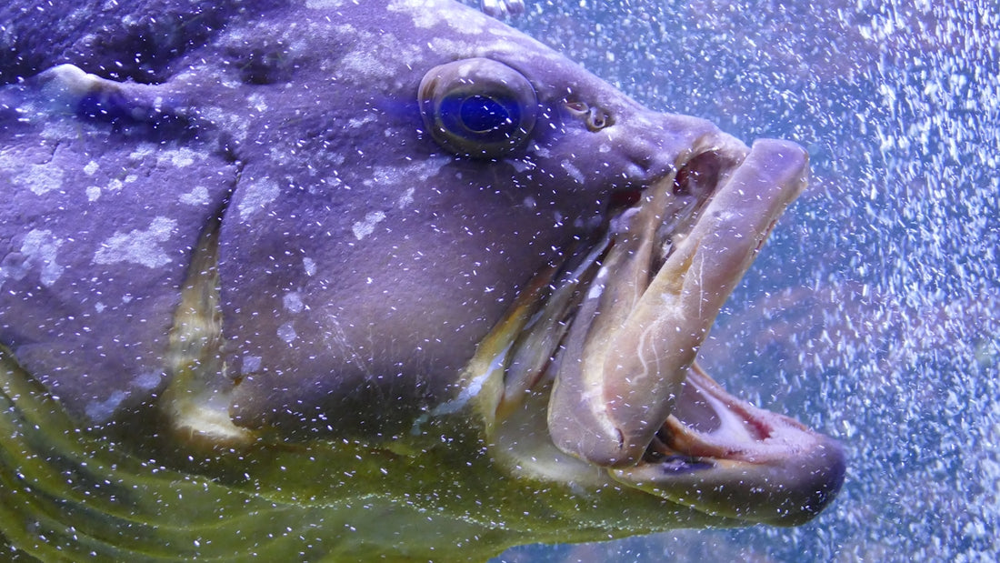 A close up of a fish with its mouth open
