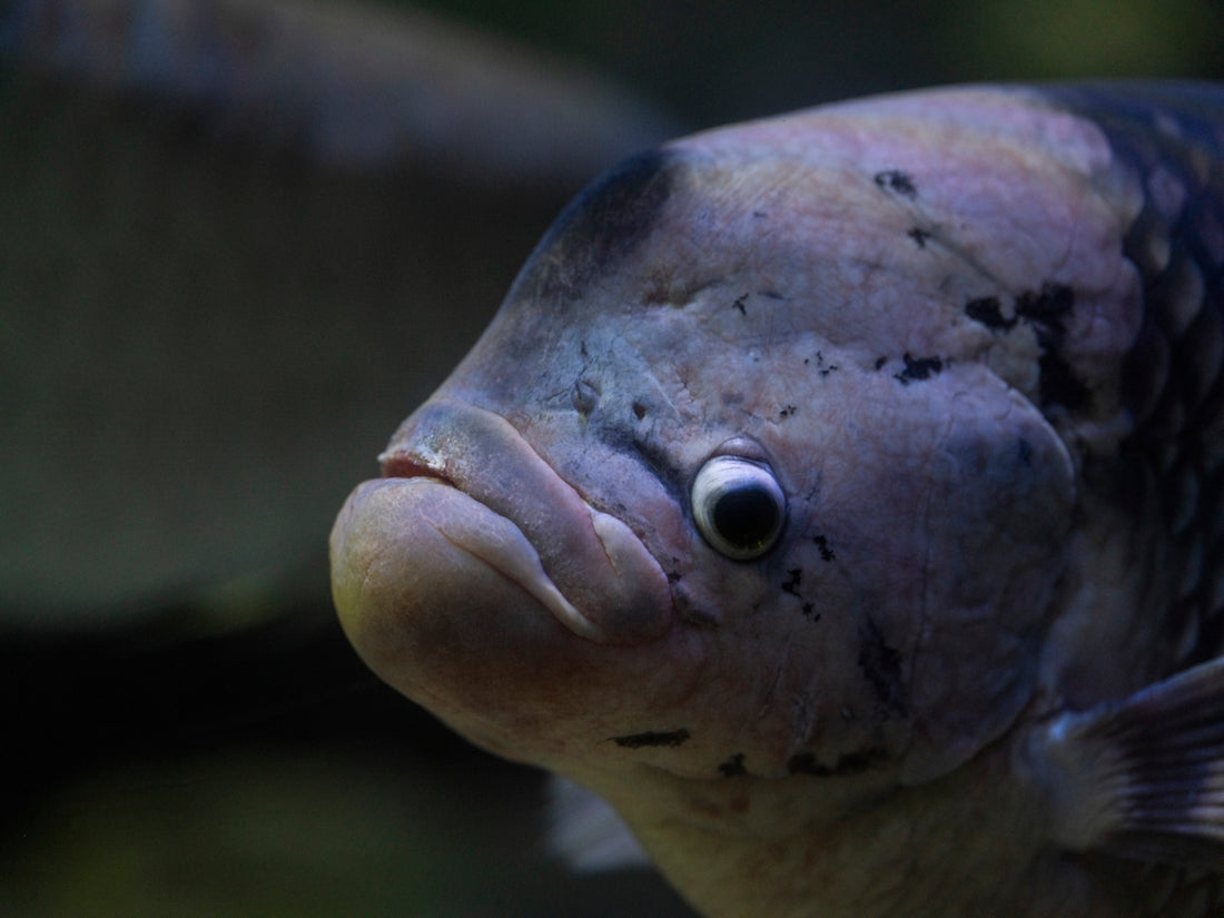 A close up of a fish with a blurry background