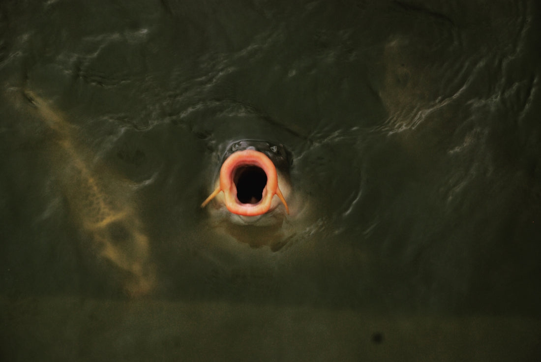 A fish opens its mouth in the murky water.
