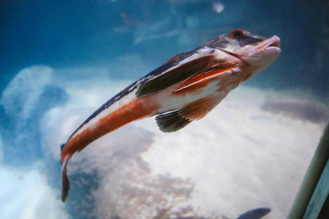 A colorful fish swims in clear blue water