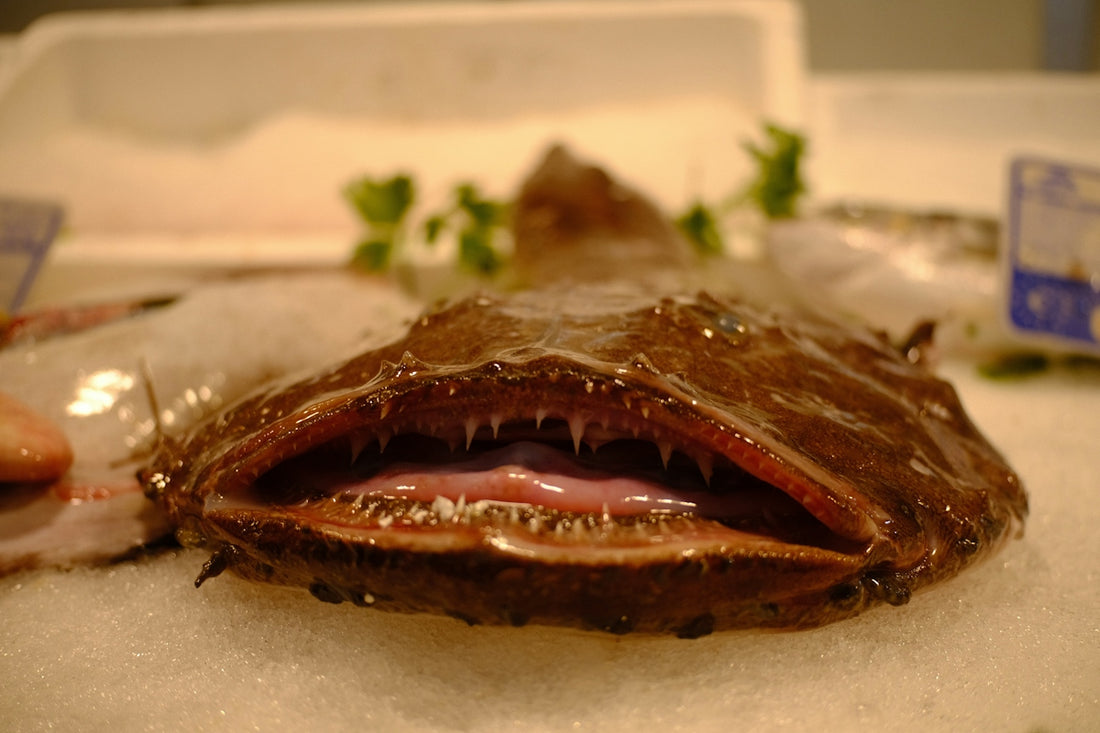 A close-up of a monkfish with its mouth open.