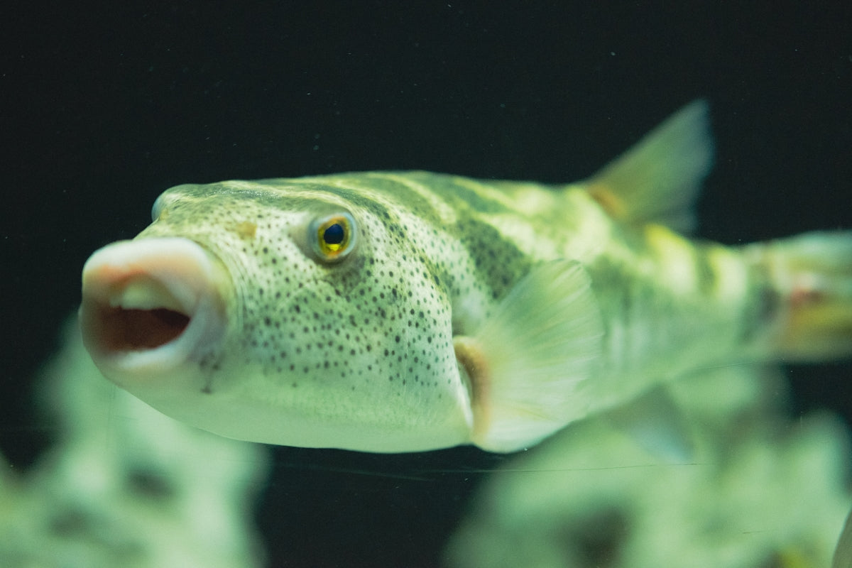A pufferfish with its mouth open swims in water