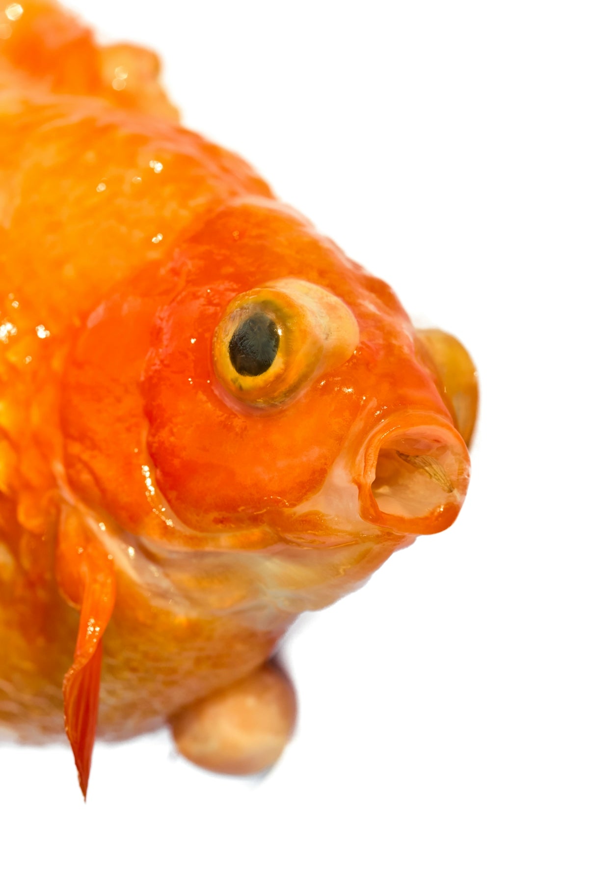 Close-up of an orange goldfish on a white background