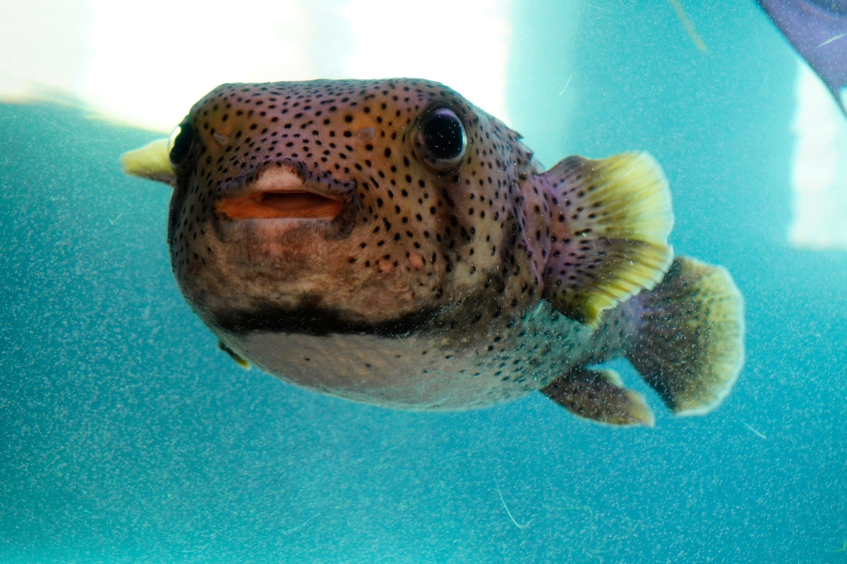 A pufferfish swims in clear blue water.