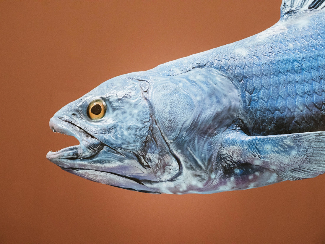 Blue fish head with open mouth and yellow eye.