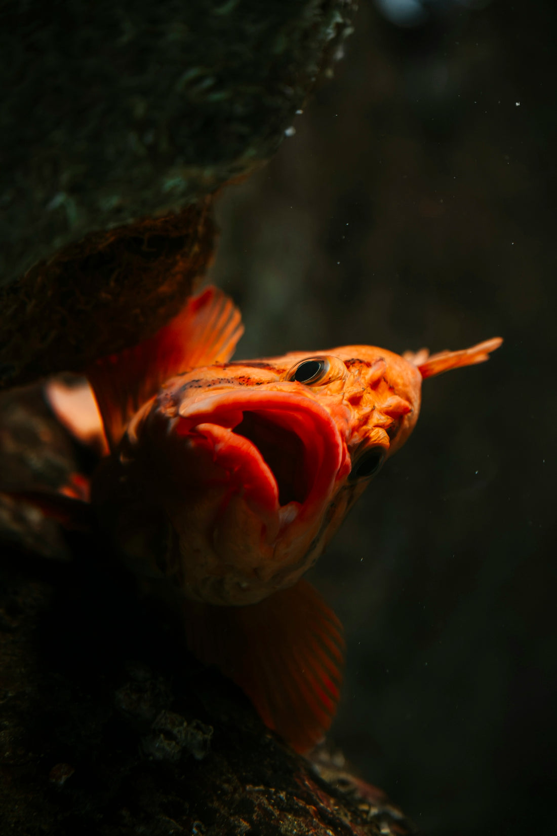 Vibrant orange fish with open mouth in dark water
